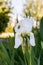 Iris albicans lange or cemetery iris, white beautiful flower in the garden design