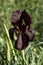 Iris Argaman dark purple Iris flowers close-up