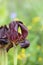 Iris atropurpurea, the coastal iris, in the Oncocyclus section, an endemic plant to the central coast line of Israel,