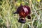 The Iris atropurpurea flower