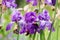 Iris barbata elatior grand waltz