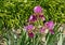 Iris bearded Purple flower