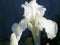 Iris bearded white. Gorgeous snow-white iris petals. Beautiful flower among the plants.