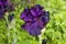 Iris black color in garden.