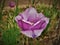 Iris Blooming at Albuquerque BioPark Botanic Garden