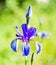 Iris blooming in the garden.