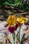 Iris Blooming at Yampa River Botanical Gardens