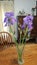 iris blooms and bud in crystal vase with domestic  scene background