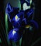 iris blue color close-up flower bouquet