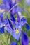 Iris Blue magic