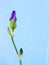 Iris Bud Against Blue Background