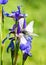 Iris and butterfly Aporia crataegi