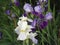 Iris colorful flowers