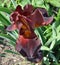 Iris dark Burgundy color.