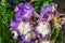 Iris Earl of Essex flower on green leaves background