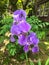 Iris ensata,  the Japanese iris or Japanese water iris