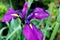 Iris ensata, perennial plant. Purple flowers.