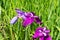 Iris ensata var. ensata at Umenomiya Shrine Umenomiya taisha in Kyoto, Japan