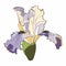 Iris floral botanical flower. Wild spring flowers set isolated. Simple colored engraved ink art. Isolated iris illustration