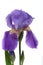 Iris Flower