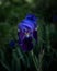 Iris flower against dark green grass. Saturated blue flower on green background. Beautiful flower, atmospheric photo