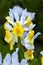 Iris Flower in Alhambra Garden Granada, Spain