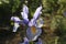 Iris flower blooms in early summer