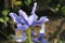 Iris flower blooms in early summer