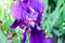 Iris flower blooms in unusual bright colors