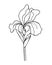 Iris flower with a bud, stem and leaf - linear vector illustration for coloring. Iris - a garden plant - an element for a coloring