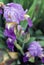 The iris flower closeup, Beautiful purple flower in bloom on a crisp spring morning