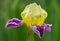 Iris flower closeup - mauve and yellow iris