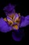 Iris flower on a dark background. Close Up. UV, fluorescent