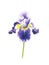 Iris flower drawing handmade watercolor