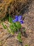 Iris flower Himalaya