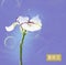 Iris flower japanese watercolor