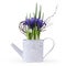 Iris flower plant in watering can isolated on white background, florist shop or gift card present