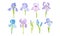 Iris Flower on Stem with Sepals and Standing Upright Petals Vector Set