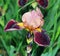 Iris flower unusual color