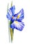 Iris flower, watercolor handmade closeup