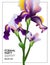 Iris flower wedding card. Irises Blooming floral violet summer plant, nature purple greeting, Save tha date party card. Garden