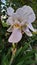 Iris flower white details nature