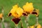Iris flower - Whoop Em Up