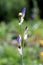 Iris flowering perennial plant with three closed light violet flowers on single long stem starting to emerge and open planted in