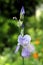 Iris flowering perennial plant with two closed light violet flowers on single long stem starting to emerge next to one fully open
