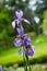 Iris flowers