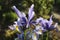 Iris flowers bloom in early summer