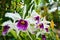Iris flowers blossom
