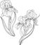 Iris flowers. Coloring page.