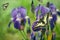 Iris flowers in the garden. spring flowers. bright swallowtail butterflies on iris flowers. butterflies and flowers.